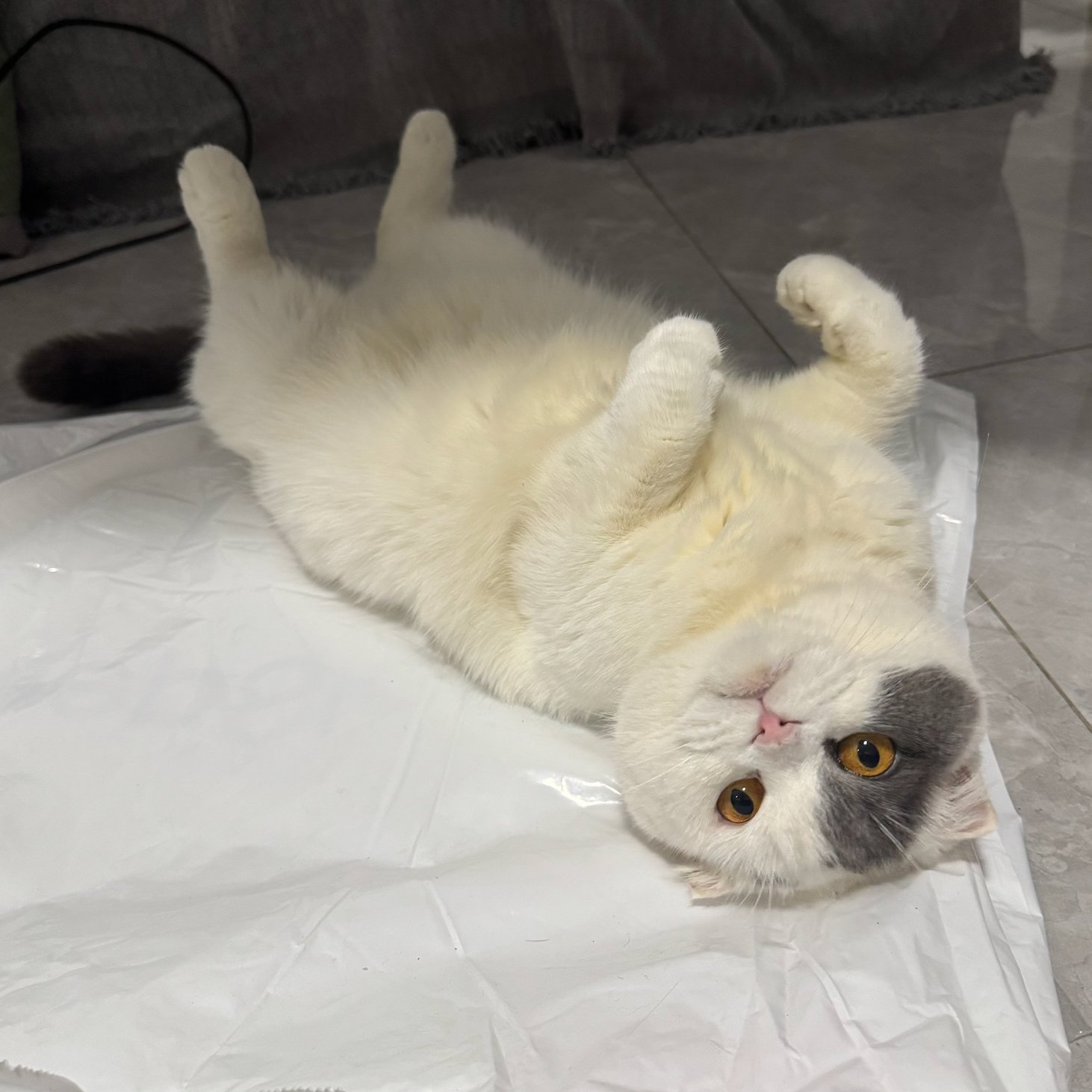 Coco — Peter's cat